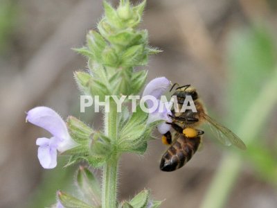 Anthophila
